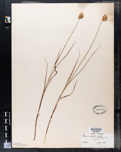 Carex scoparia