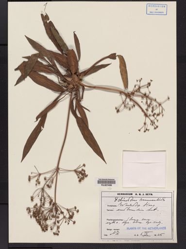 Echinodorus