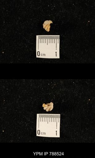 undet. Brachiopoda