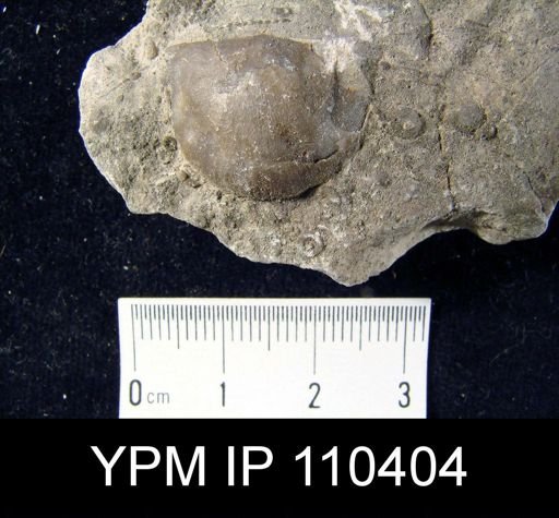 Brachyprion robustum