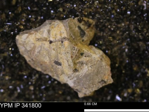 Scaphites?