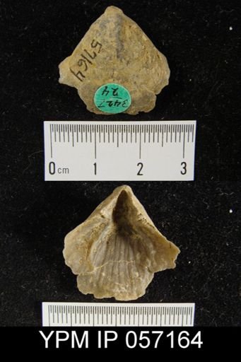 Meristella arcuata