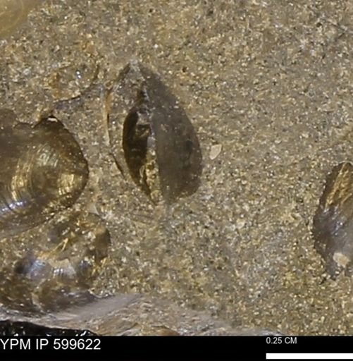 Protocardia subquadrata