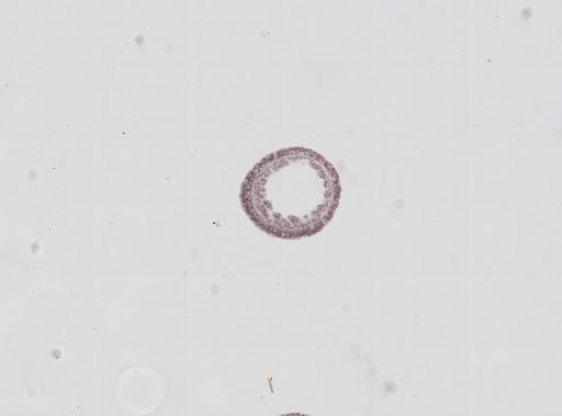 Hydra oligactis