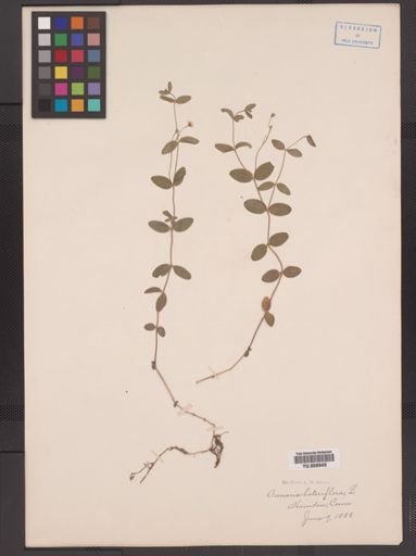 Arenaria lateriflora