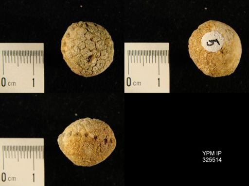 Dizygocrinus rotundus