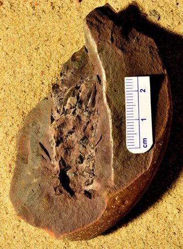 Lepidostrobus