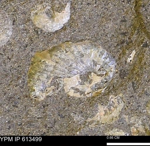 Scaphites sp.