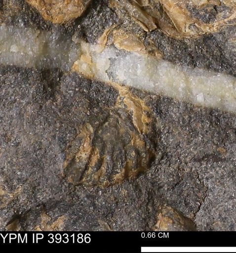 undet. Scaphitidae