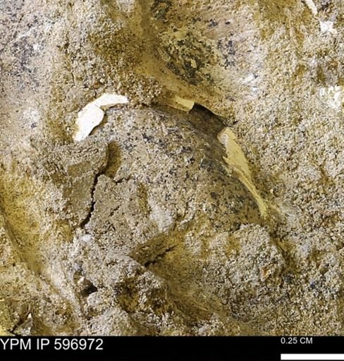 undet. Bivalvia