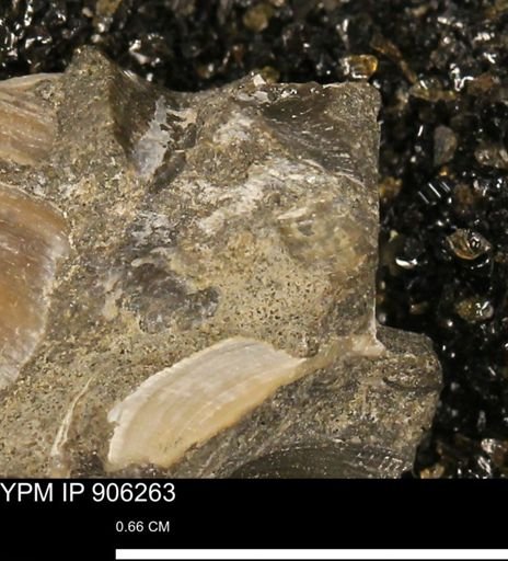 undet. Mollusca