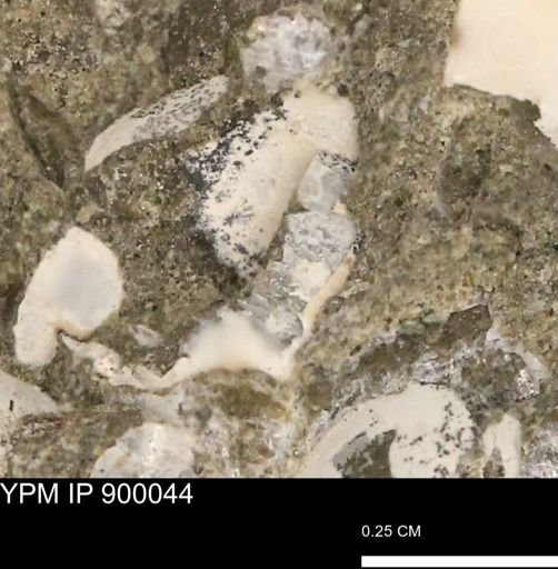 undet. Mollusca