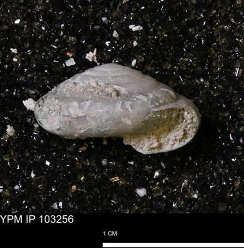 Poecilozonites (Discozonites) reinianus