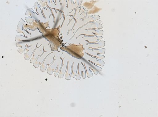 Tenellia fuscata