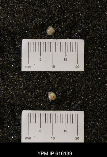Protocardia subquadrata