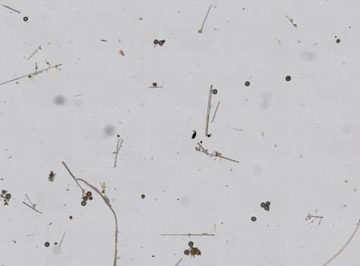 Geodia gibberosa