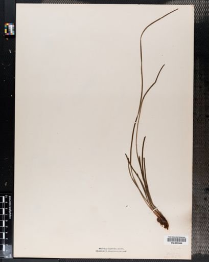 Vittaria