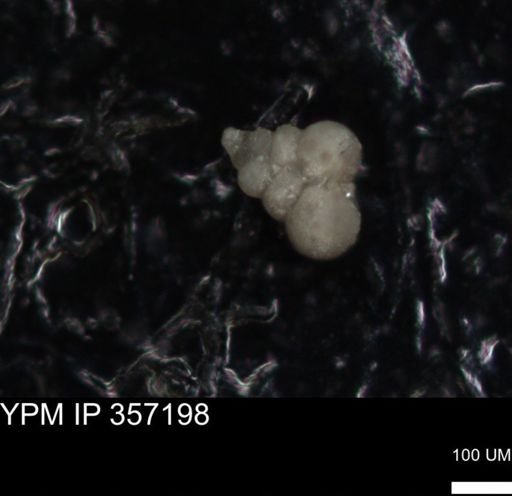 undet. Foraminiferida