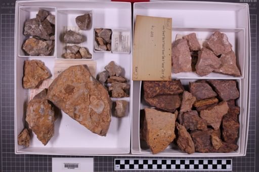 mixed taxa, stratigraphic collection