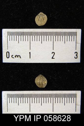 Atrypina imbricata