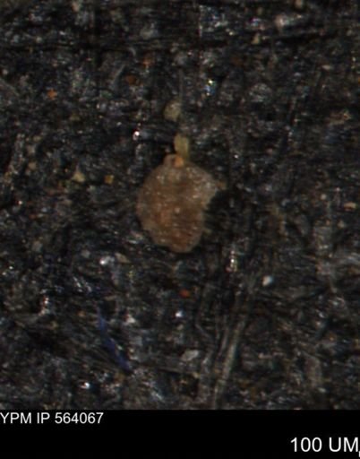Alveolophragmium linki