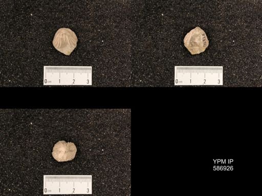 Rhynchotrema capax