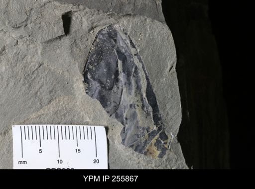 Hughmilleria sp.
