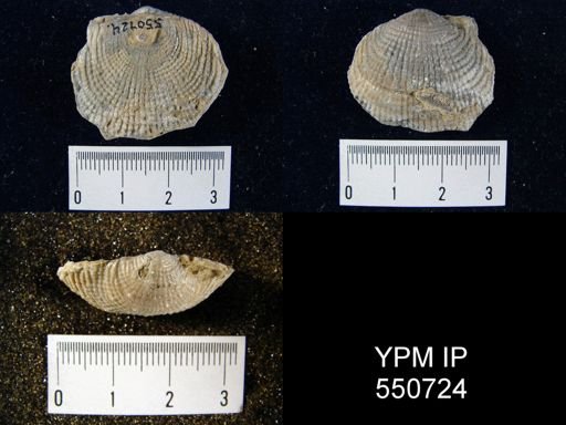 Productus semirecticulatus