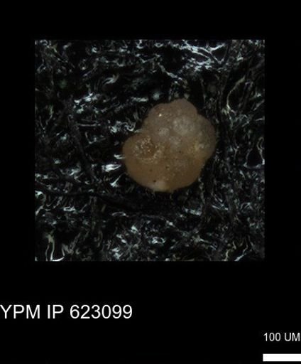 undet. Foraminiferida