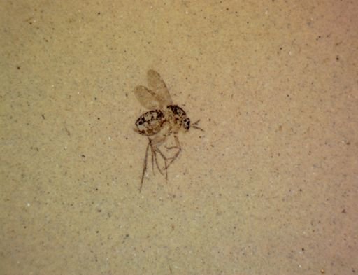 undet. Hymenoptera
