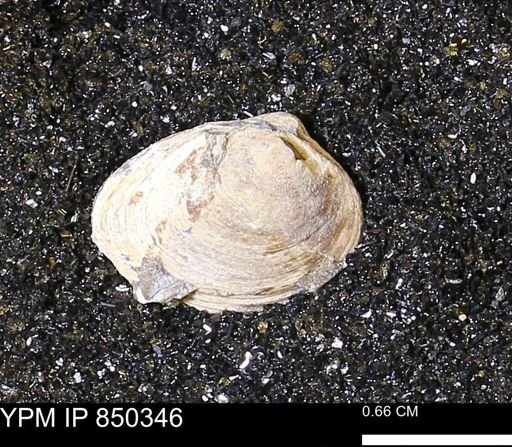 Limopsis striatopunctatus
