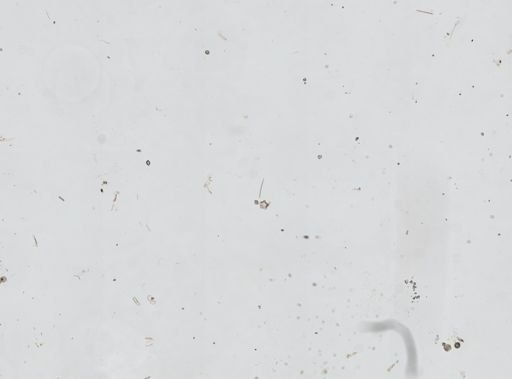 Spongiidae