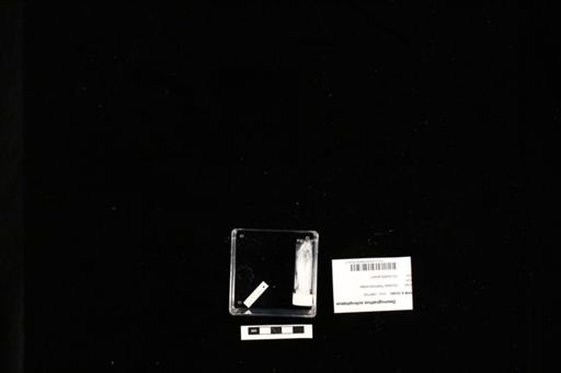 Desmognathus ochrophaeus