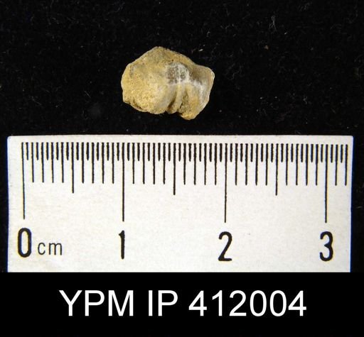 Chonetes mesolobus euampygus