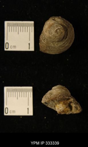 Cyclonema sp.