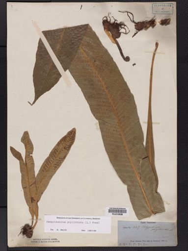 Campyloneurum