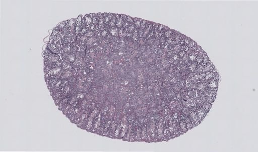 Rana clamitans