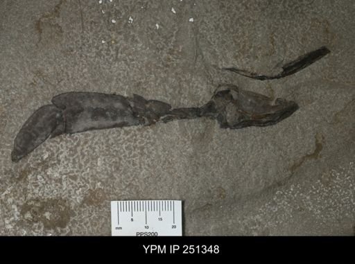 Acutiramus cummingsi