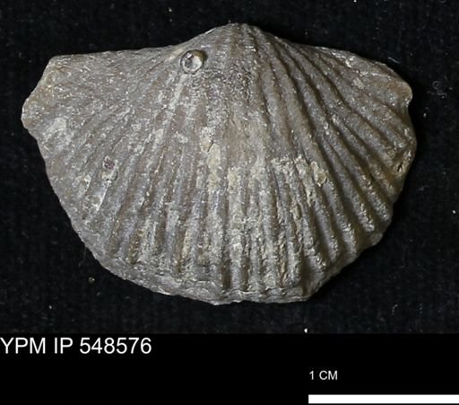 Stropheodonta inflexa?