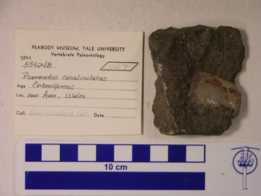 Psammodus canaliculatus