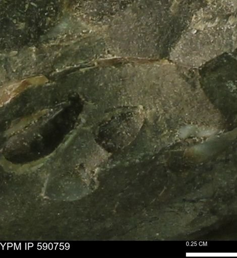 undet. Bivalvia