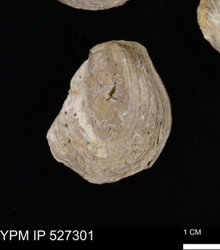 Gryphaea mucronata