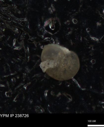 undet. Foraminiferida