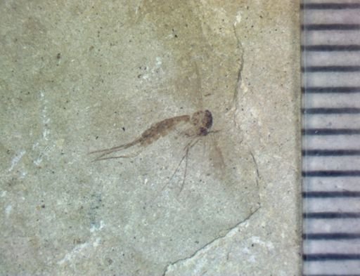 undet. Nematocera
