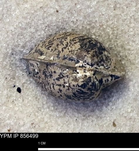 Protocardia sp.