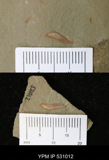 Problematica