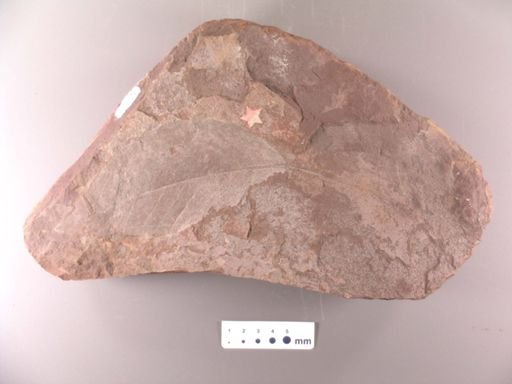 Toxylon longipetiolatum
