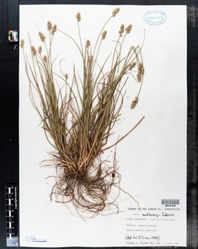 Carex muehlenbergii