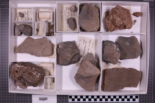 mixed taxa, stratigraphic collection