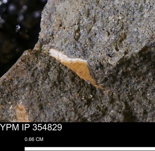 undet. Mollusca